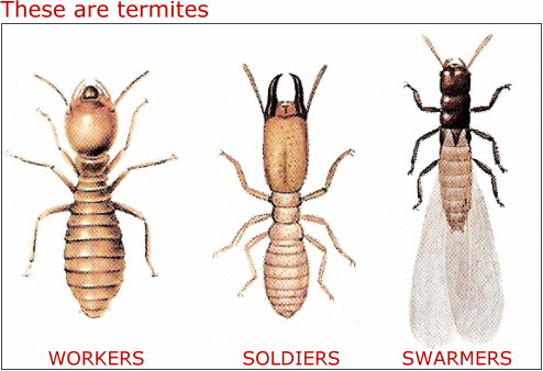 Termites